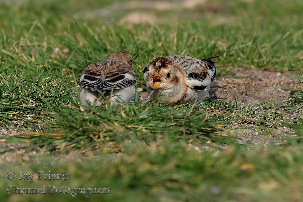 Snow Buntings by Sport Images 360 320,000,views + Thanks all for yo is licensed under CC BY-NC-ND 2.0.